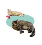 まおとむぎはかわいい猫（個別スタンプ：34）