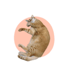 まおとむぎはかわいい猫（個別スタンプ：39）