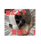 シンバとナラの日常1（個別スタンプ：14）