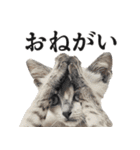 コミカルな猫たち①（個別スタンプ：5）