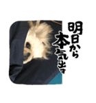 マイペット1（個別スタンプ：1）