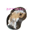 マイペット1（個別スタンプ：3）