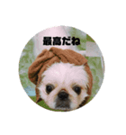 マイペット1（個別スタンプ：5）