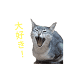 きにゃこ物語1（個別スタンプ：35）