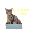 きにゃこ物語1（個別スタンプ：39）