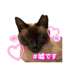 かわいい赤ちゃんとねこちゃん（個別スタンプ：39）