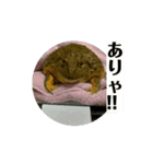 動くアフリカウシガエルくん（個別スタンプ：2）