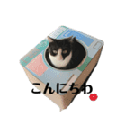 ハチワレ琴ちゃん（個別スタンプ：2）