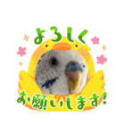 うにちゃんと鳥達〜季節や行事〜（個別スタンプ：24）