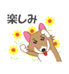 犬＜茶シロ＞はなちゃんスタンプ（個別スタンプ：6）