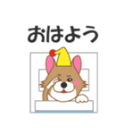 犬＜茶シロ＞はなちゃんスタンプ（個別スタンプ：24）