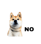 芝犬そら2（個別スタンプ：1）