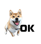 芝犬そら2（個別スタンプ：2）