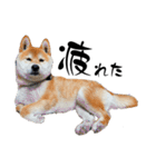 芝犬そら2（個別スタンプ：3）