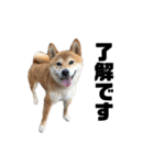 芝犬そら2（個別スタンプ：4）