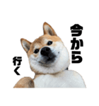 芝犬そら2（個別スタンプ：5）