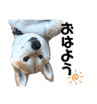 芝犬そら2（個別スタンプ：6）