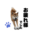 芝犬そら2（個別スタンプ：7）