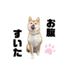 芝犬そら2（個別スタンプ：8）