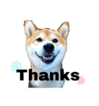 芝犬そら2（個別スタンプ：9）
