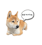 芝犬そら2（個別スタンプ：11）