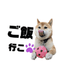 芝犬そら2（個別スタンプ：12）
