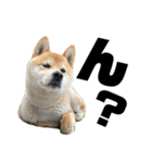 芝犬そら2（個別スタンプ：14）