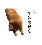 芝犬そら2（個別スタンプ：16）