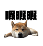 芝犬そら2（個別スタンプ：22）