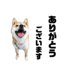 芝犬そら2（個別スタンプ：23）
