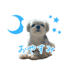 音 2403（個別スタンプ：1）