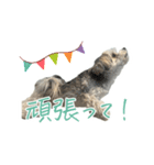 音 2403（個別スタンプ：4）