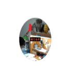 うちのアイドルにゃん（個別スタンプ：1）