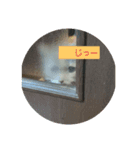 うちのアイドルにゃん（個別スタンプ：2）