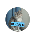 うちのアイドルにゃん（個別スタンプ：3）