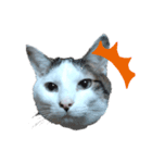 猫セシル（個別スタンプ：1）