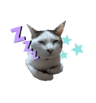 猫セシル（個別スタンプ：2）