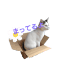 猫セシル（個別スタンプ：3）