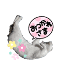 猫セシル（個別スタンプ：4）