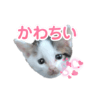 猫セシル（個別スタンプ：5）