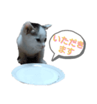 猫セシル（個別スタンプ：6）