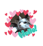 猫セシル（個別スタンプ：7）