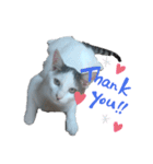 猫セシル（個別スタンプ：8）