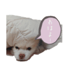 ゆずの日常 ぽめ（個別スタンプ：1）