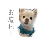 ゆずの日常 ぽめ（個別スタンプ：3）