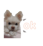 ゆずの日常 ぽめ（個別スタンプ：5）