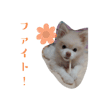 ゆずの日常 ぽめ（個別スタンプ：12）