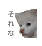 ゆずの日常 ぽめ（個別スタンプ：15）
