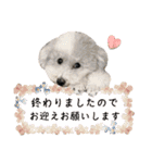 トリミングサロンで使えるお仕事スタンプ（個別スタンプ：30）