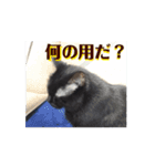 動く！ 黒猫トムチ1（個別スタンプ：2）